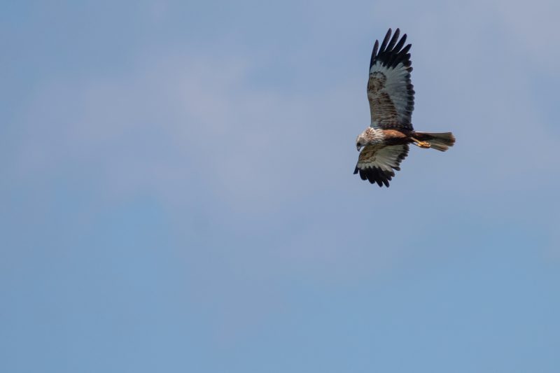 Busard des roseaux en Grande Brière